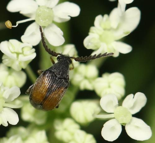 Bruchidius biguttatus